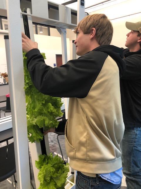 Two students hanging some lettuce