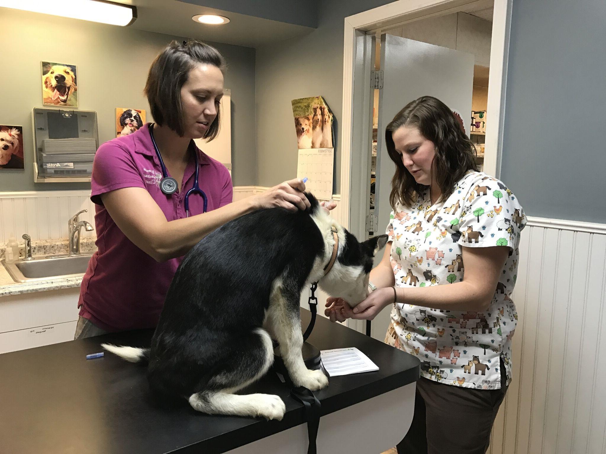 Two vet-tech majors examining a dog