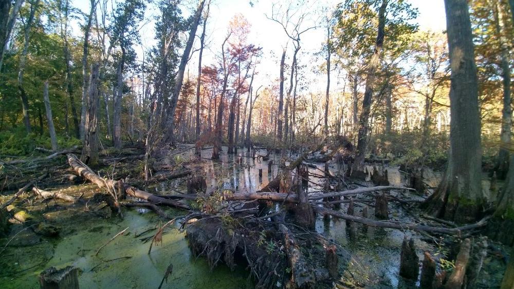 A photo taken inside a swamp